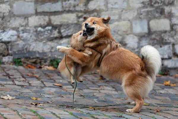 Same Colored Elo Dog German Miniature Spitz Playing Togetheroutdoor — Stock Photo, Image