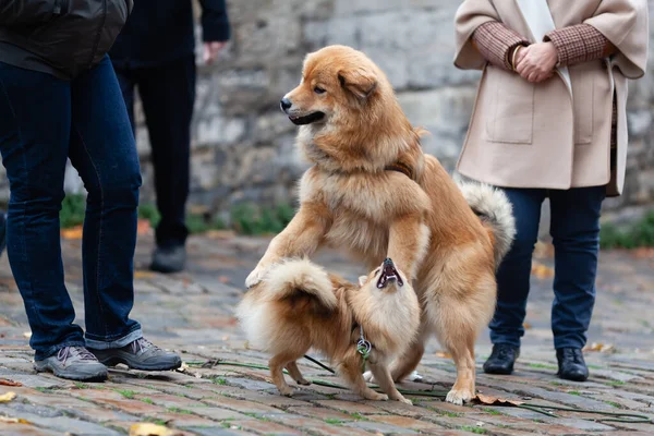 Dezelfde Gekleurde Elo Hond Een Duitse Miniatuur Spitz Spelen Samen — Stockfoto