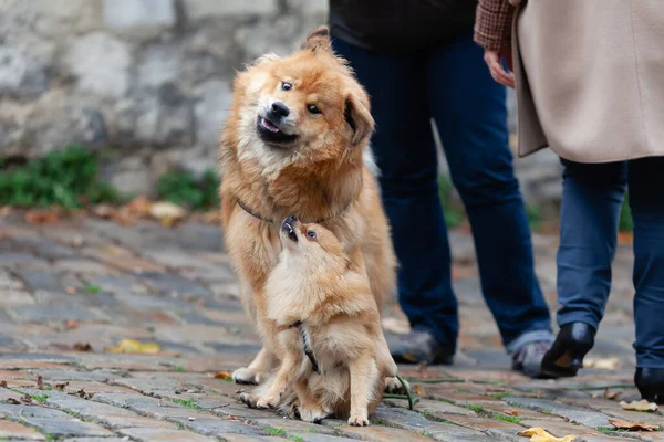 Dezelfde Gekleurde Elo Hond Een Duitse Miniatuur Spitz Spelen Samen — Stockfoto