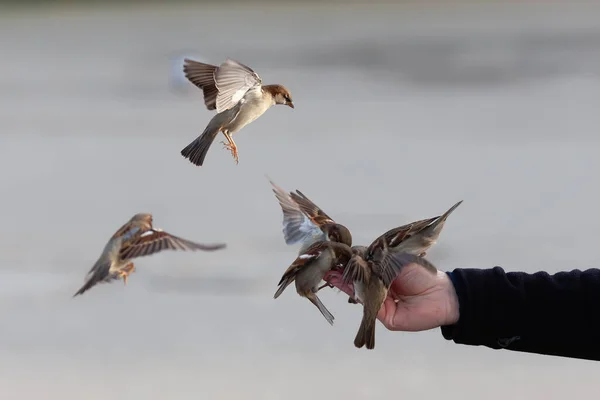 Photo Main Homme Nourrissant Des Oiseaux Hiver — Photo