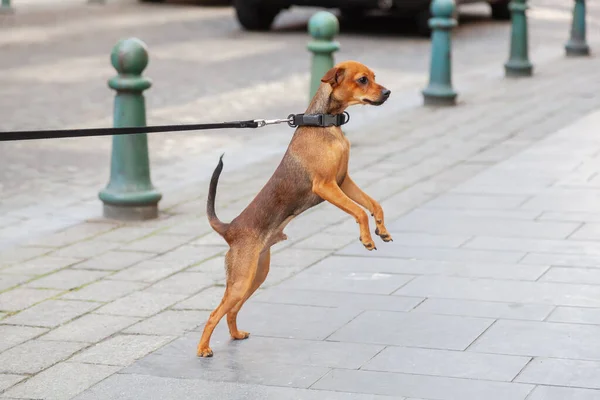 照片中一只可爱的狗被狗拴在路边站了起来 — 图库照片
