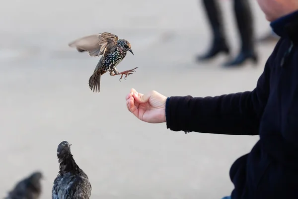 picture of a man\'s hand feeding birds in winter