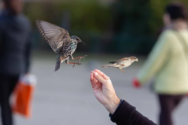 Imagen Hombre Alimentando Aves Invierno — Foto de Stock