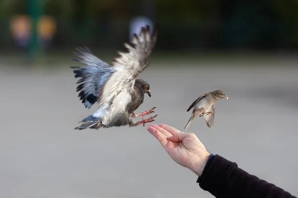 Foto Mão Homem Alimentando Pássaros Inverno — Fotografia de Stock