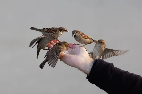 Kışın Kuşları Besleyen Bir Adamın Resmi — Stok fotoğraf