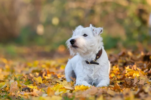 Lindo Párroco Blanco Russell Terrier Encuentra Prado Otoñal — Foto de Stock