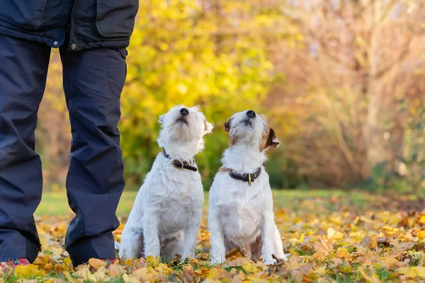 Gambar Dua Parson Russell Terrier Yang Melihat Sampai Dengan Tuan — Stok Foto