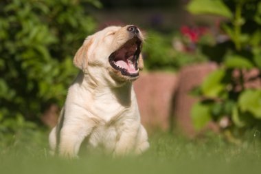 Labrador yavrusu ağlıyor