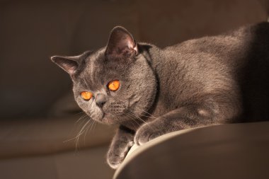 Chartreux kedi