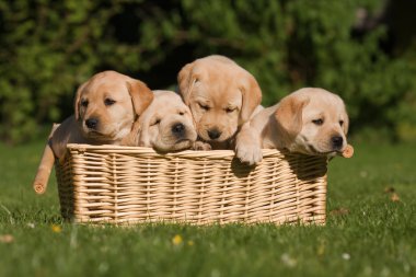Labrador yavruları sepette.