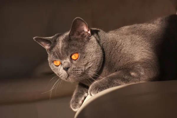 Gatto di Chartreux — Foto Stock