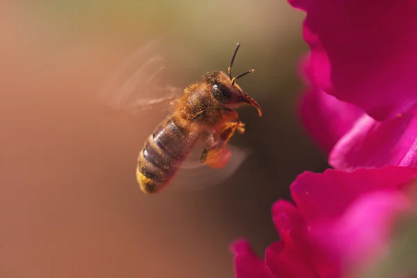 Drukke honingbij — Stockfoto