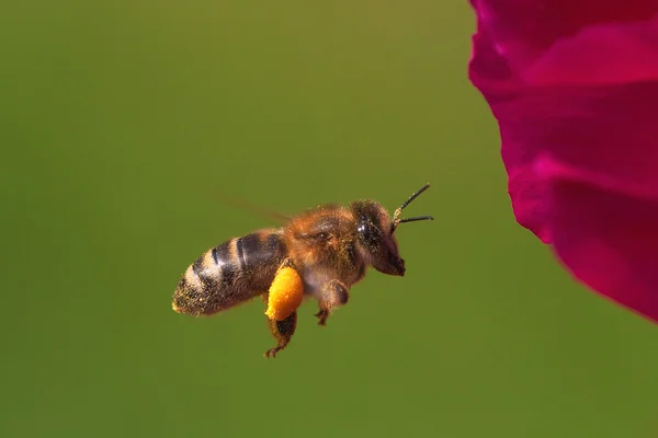 Létající včelka — Stock fotografie