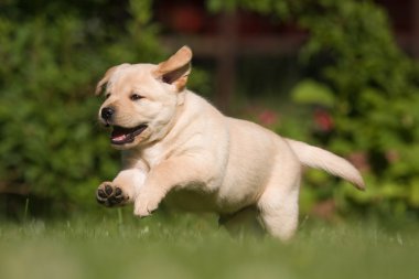 çayır üzerinde çalışan labrador yavrusu