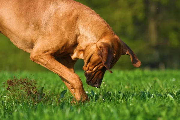 Cavando Rhodesian Ridgeback —  Fotos de Stock