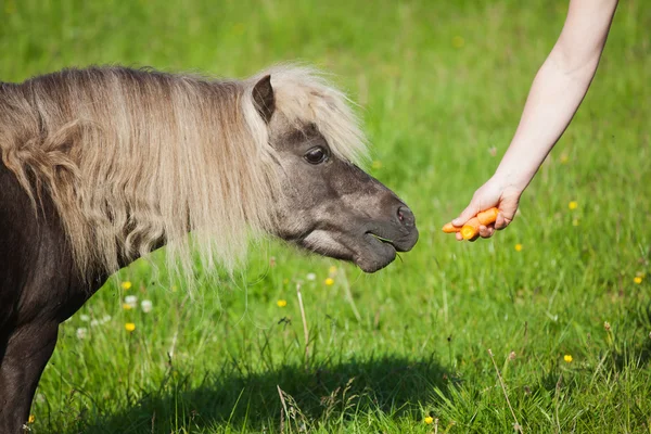 Mujer mano alimenta a un pony —  Fotos de Stock