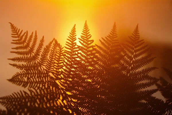Sunrise, eğreltiotu yaprakları — Stok fotoğraf