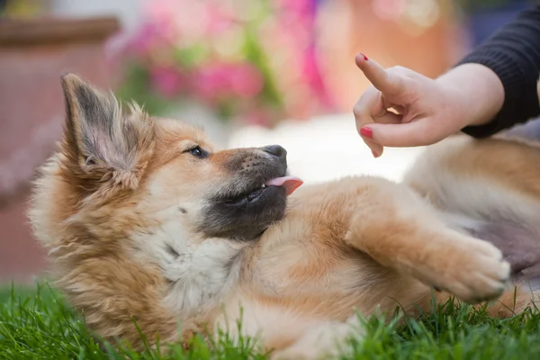 Dívka ukazuje její prst na elo štěně — Stock fotografie