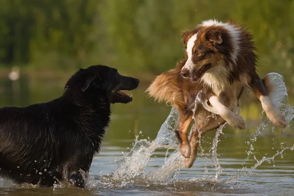 Dwa psy Owczarek australijski zabawy w wodzie — Zdjęcie stockowe
