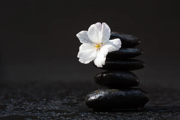 Montón de piedras Zen con una flor de cerezo —  Fotos de Stock