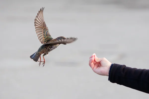 Male hand feeding a starling — Stock Photo, Image