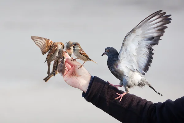 Male hand feeding birds — Stock Photo, Image