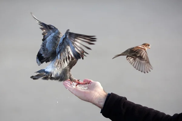 Male hand feeding birds — Stock Photo, Image