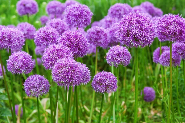 Allium virágok — Stock Fotó