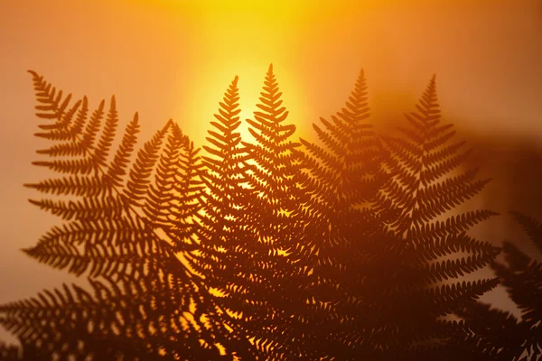 Hojas de helecho al amanecer — Foto de Stock