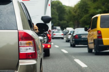 Bir arabadan arıyorum bir köpek ile bir otoyol trafik