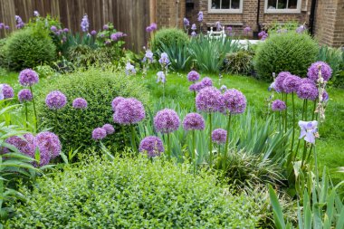 Picturesque english garden with boxtrees and Allium flowers clipart