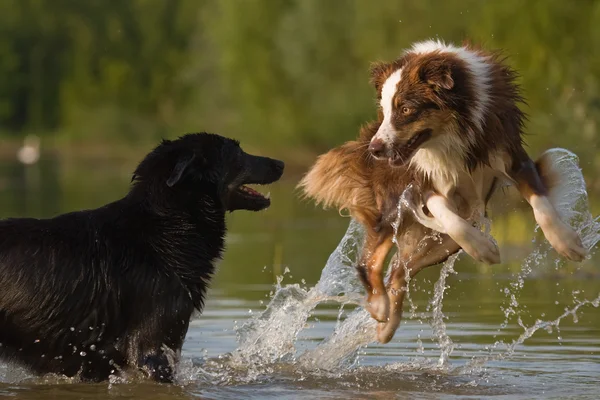 Two dogs having fun in the water — Stock Photo, Image