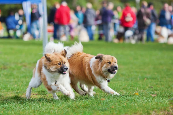 Zwei Elo-Hunde bei einem Hunderennen — Stockfoto