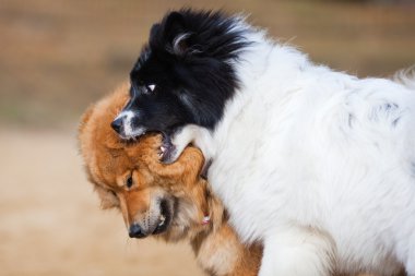 iki savaş elo köpek