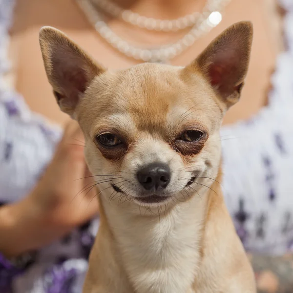 Chihuahua gülümseyen — Stok fotoğraf