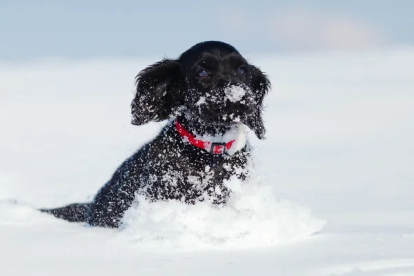 Cute Cocker Spaniel puppy playing in the snow — Stock Photo, Image