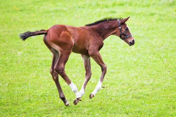 Young foal is jumping on the paddock — Stock Photo, Image