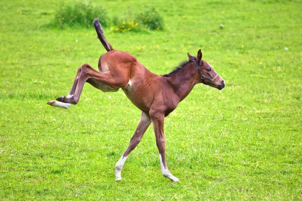 Young foal is jumping on the paddock — Stock Photo, Image