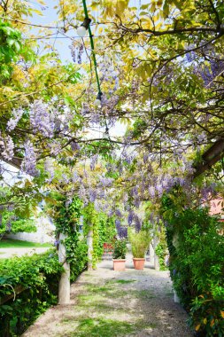 Çin wisteria dalları ile Pergola