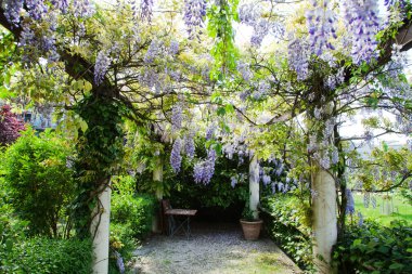 Çin wisteria dalları ile Pergola