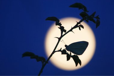 bir gül dalı karşı yükselen moon kelebek