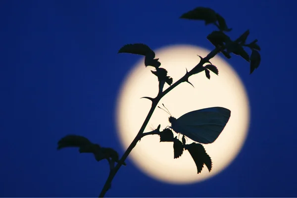 Borboleta em um ramo de rosa contra a lua nascente — Fotografia de Stock