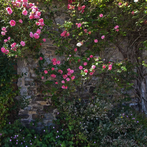 Pittoreske van rozen begroeid vakantiehuis in Bretagne, Frankrijk — Stockfoto