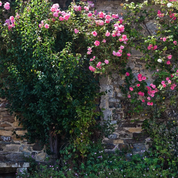 Γραφικό από τριαντάφυλλα κατάφυτη εξοχικό σπίτι στη Βρετάνη, Γαλλία — Φωτογραφία Αρχείου