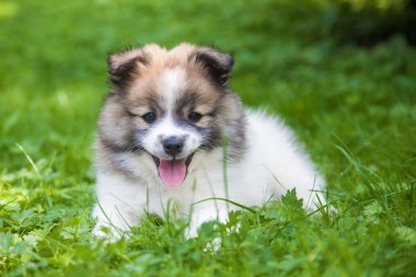 Sevimli Elo köpek çim