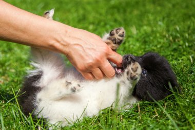 Woman ruffling a cute Elo puppy clipart