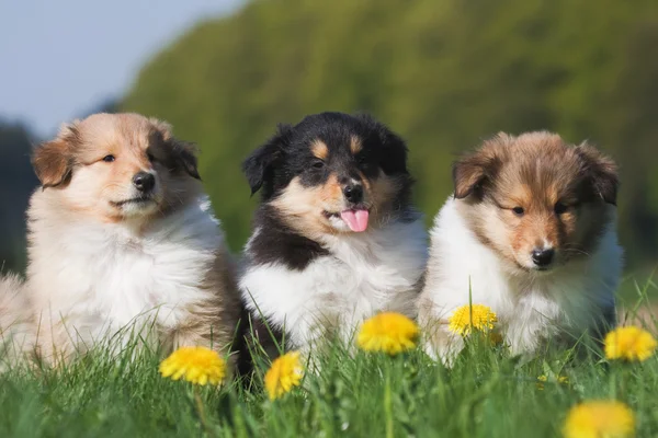 Tre søde Collie hvalpe sidder i træk - Stock-foto