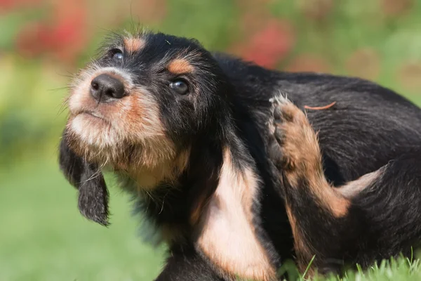 オッターハウンドの子犬は耳の後ろに彼自身を傷します。 — ストック写真