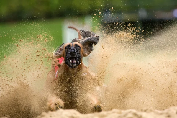 Afghan hound em uma corrida de galgos — Fotografia de Stock