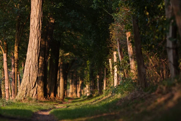 Percorso forestale — Foto Stock